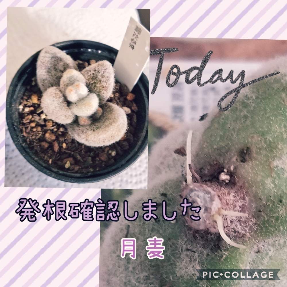 部屋の画像 by 月麦〜つむぎさん | 部屋と福兎耳変種 雪だるまとタニパトとレアと多肉のある暮らしとふわふわシフォン土と多肉女子と大切な子とタニラーとカランコエ属と兎チャンとお気に入りの子♡と花のある暮らしと多肉好きさんと繋がりたい❤と根出し成功と根出し