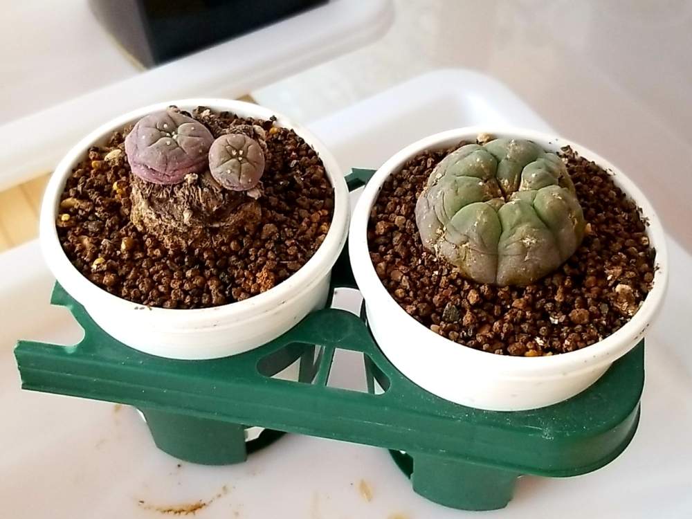 の画像 by けいちゃんさん | 烏羽玉と胴切り烏羽玉と多肉植物と植物のある暮らしとけいちゃん園芸と放置の力と仕立て直し