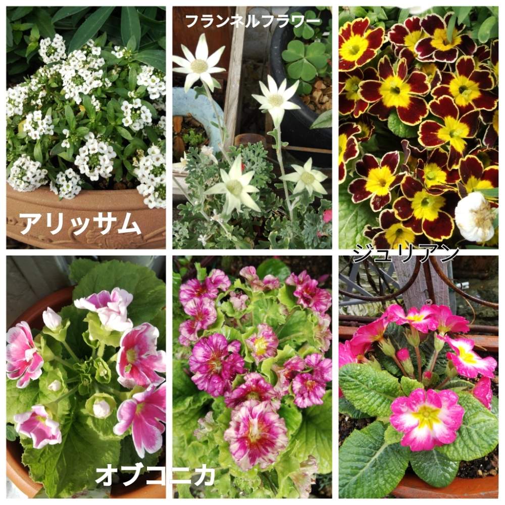小さな庭の画像 by メリーさん | 小さな庭とオブコニカ。とフランネルフラワー♡と鉢植えと小さい花壇と花のある暮らしとジュリアン♪とアリッサム♡と狭い花壇と地植え