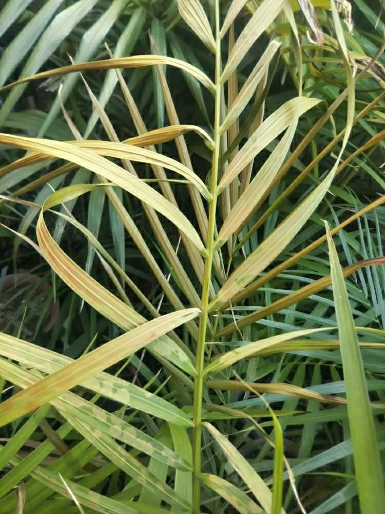 バルコニー/ベランダの画像 by Dioptaseさん | バルコニー/ベランダとDypsis onilahensisと ヤシの木と観葉植物と鉢植えとヤシとディプシス属と耐寒ヤシ