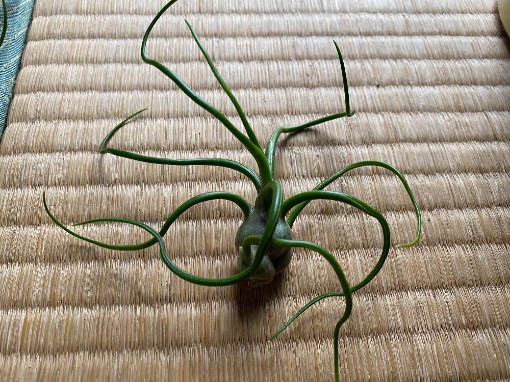 部屋の画像 by bukkieさん | 部屋とチランジア ブルボーサと観葉植物とボタニカルライフと植物男子とブロメリアと緑のある暮らしとガーデニングと花のある暮らしとタンクブロメリアとエアプランツ