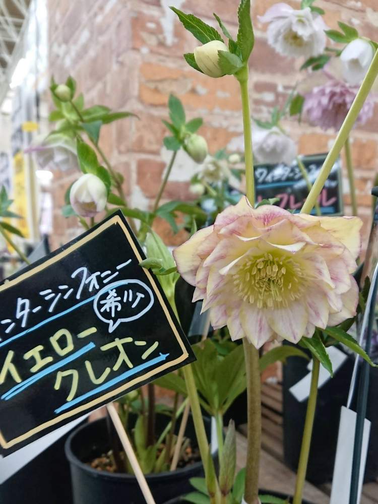 お出かけ先の画像 by のりりんの森さん | お出かけ先とウインターシンフォニーイエロークレオンとキュンキュン乙女倶楽部とクリスマスローズ愛同盟とジョイフル本田新田店