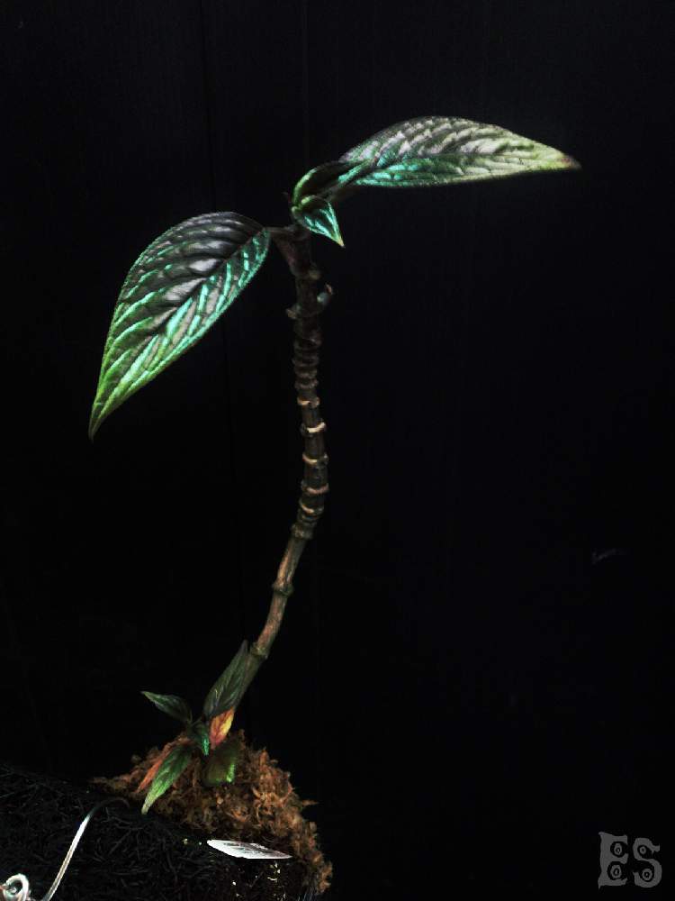 部屋の画像 by Esさん | 部屋と着生植物とお迎えしましたと草キチと世界らん展2020