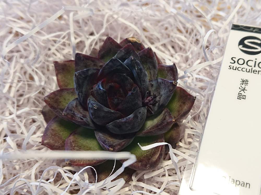 お出かけ先の画像 by さっちぃ~さん | お出かけ先と紫水晶と多肉中毒と多肉植物とsocio succulentsとベランダ多肉と初心者と狭いベランダとわが家の多肉スペースと多肉のある暮らしとGSのみなさんに感謝♡と植中毒と多肉女子と大阪とお迎えとタニラーと成長記録と花のある暮らしと多肉棚とマンションと多肉狩り