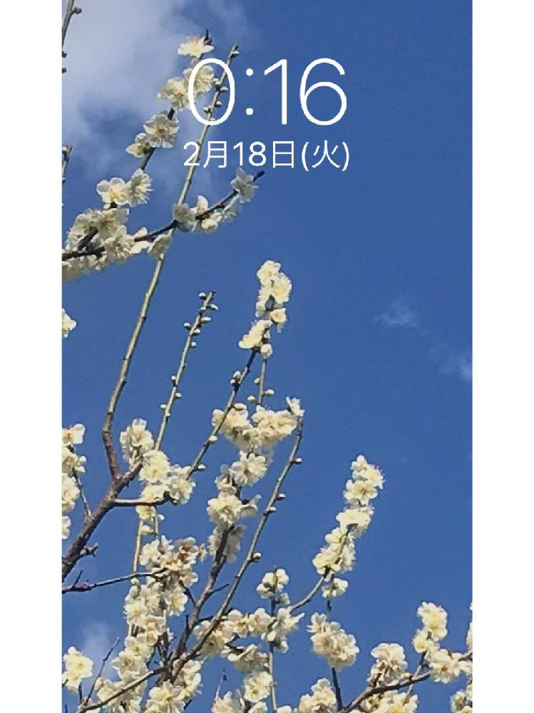 の画像 by 92Aさん | ウメとうめと近所の公園とおはなと壁紙祭りと公園とGS映えと美しく咲くとつぼみと可愛いと白い花といやされると壁紙祭り2020冬とGREEN UP!と花が咲く