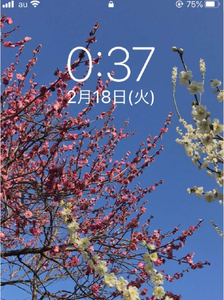 の画像 by 92Aさん | ウメとうめと近所の公園とピンクの花とおはなと壁紙祭りと公園とGS映えと美しく咲くとつぼみと可愛いと白い花といやされると壁紙祭り2020冬とGREEN UP!と花が咲く