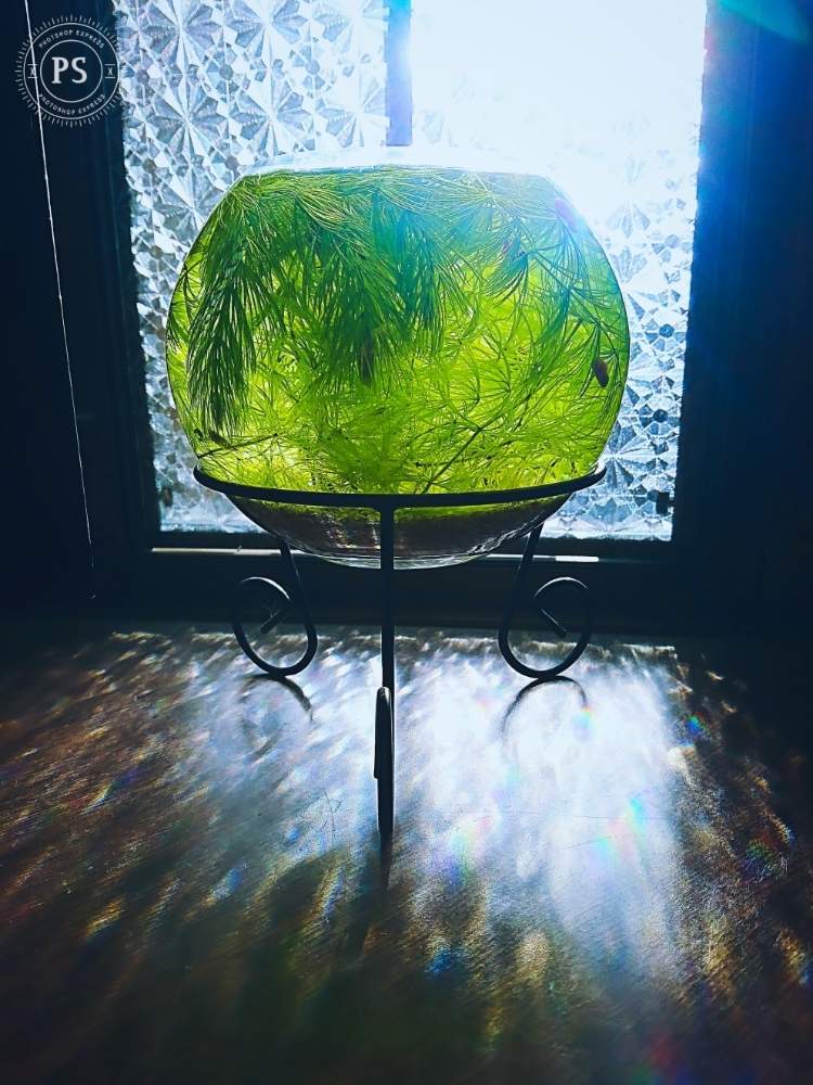 窓辺の画像 by たやさん | 窓辺と植物のある暮らしと水耕栽培とガラスベースとガラス瓶とインテリアグリーンと✨アクア1✨と水草・マツモと激安!と丁寧な暮らしと春が待ち遠しいと水槽とボトルアクアと水生植物とミナミヌマエビとボトリウムと癒しパワーと球体と侘び寂び と森林浴と✨たやBEST✨