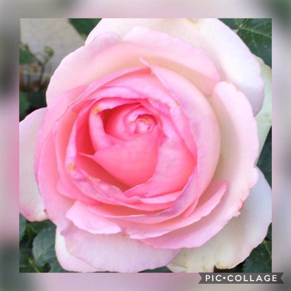 デスクの画像 by 『薔薇の初心者教室』How to grow Organic Roseさん | デスクとバラ初心者とばら バラ 薔薇と薔薇愛同盟と薔薇男子とロザリアンレディーと水曜ローズショーと薔薇女子と初めてのバラとバラの育て方と花のある暮らしとバラの名前とバラ・ミニバラとロザリアンと初めての薔薇とバラを楽しむとバラのお手入れとロザリアンメンズとバラ 京