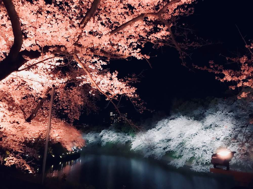 お出かけ先の画像 by MUKさん | お出かけ先とさくら サクラ 桜と千鳥ヶ淵