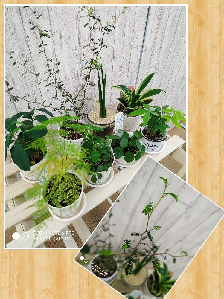 部屋の画像 by kabuさん | 部屋とアスパラガス・プルモーサス・ナナスと観葉植物と癒やしと葉の美しさとno green no lifeと植中毒と緑のある暮らしと花のある暮らしと サンスベリアとシュガーバイン★と ガジュマルとソフォラ リトルベイビーと パキラとペペロミオイデスとアスパラガスプルモーサスナナスと集合写真