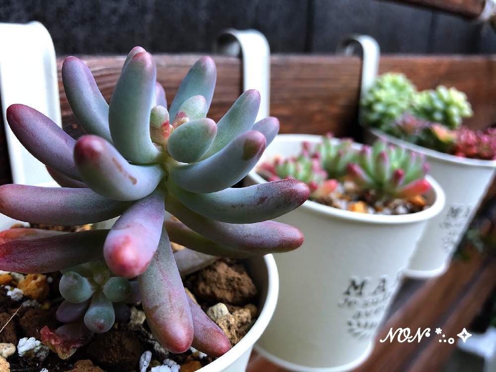 小さな庭の画像 by のん☆さん | 小さな庭と恋心と多肉植物とハンキングと花のある暮らしとみどりのある暮らし