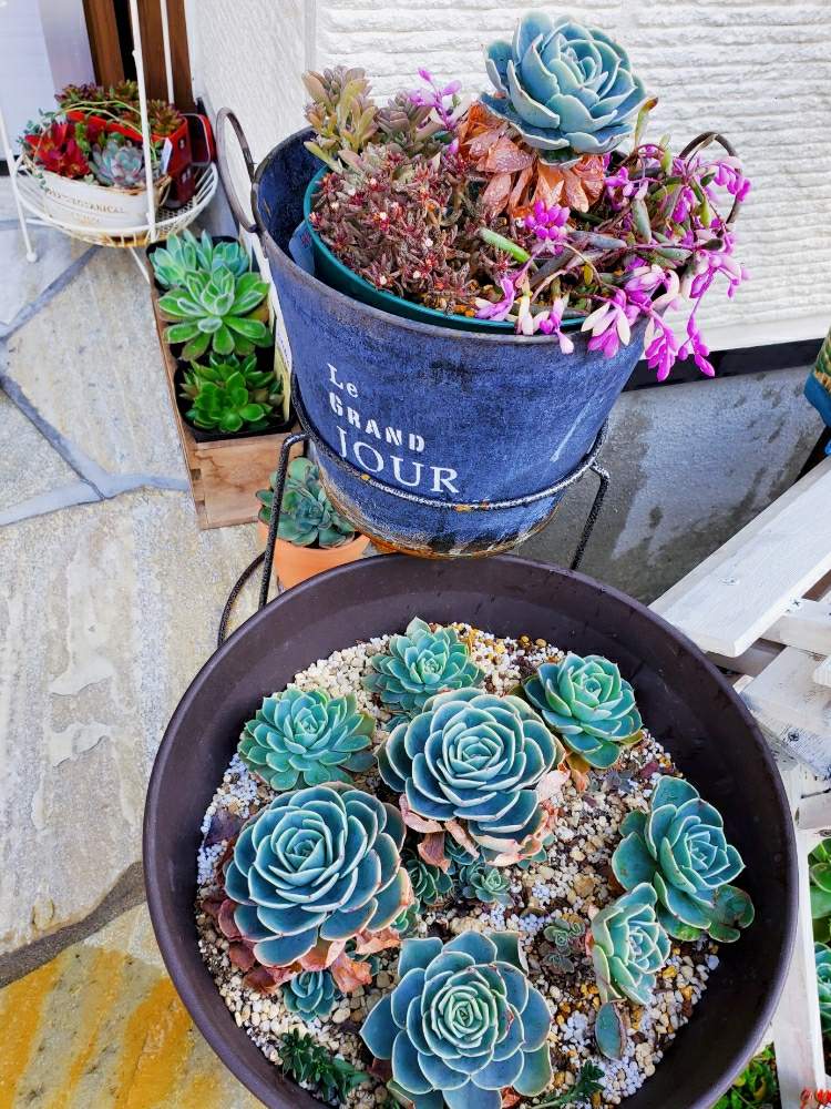 アプローチの画像 by _little_birdy_さん | アプローチと七福神と養老と多肉植物と外管理とオトンナ属と多肉植物寄せ植えと放置多肉と多肉植物のある暮らしとエケベリア属とセネシオ属とクラッスラと経過観察
