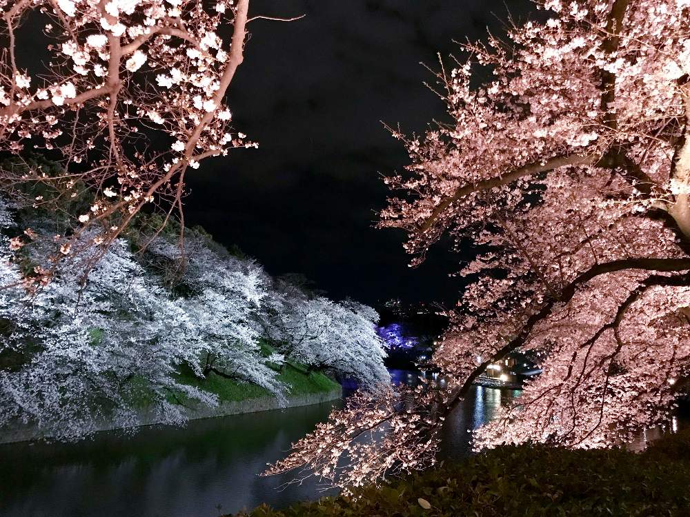 お出かけ先の画像 by MUKさん | お出かけ先とさくら サクラ 桜と千鳥ヶ淵