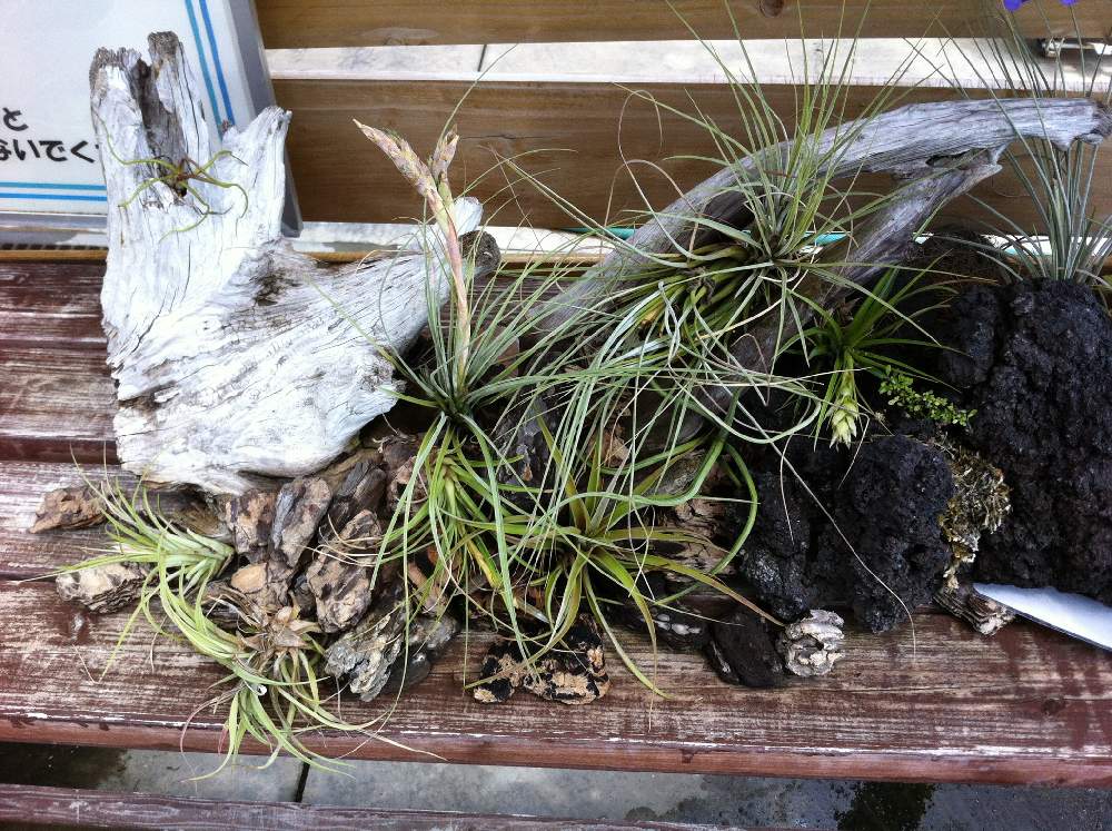 お出かけ先の画像 by bukkieさん | お出かけ先とチランジアと着生植物と観葉植物とボタニカルライフと植物男子とブロメリアと植物男子のお出かけと緑のある暮らしと植物園とガーデニングと花のある暮らしとエアプランツといつかのある日