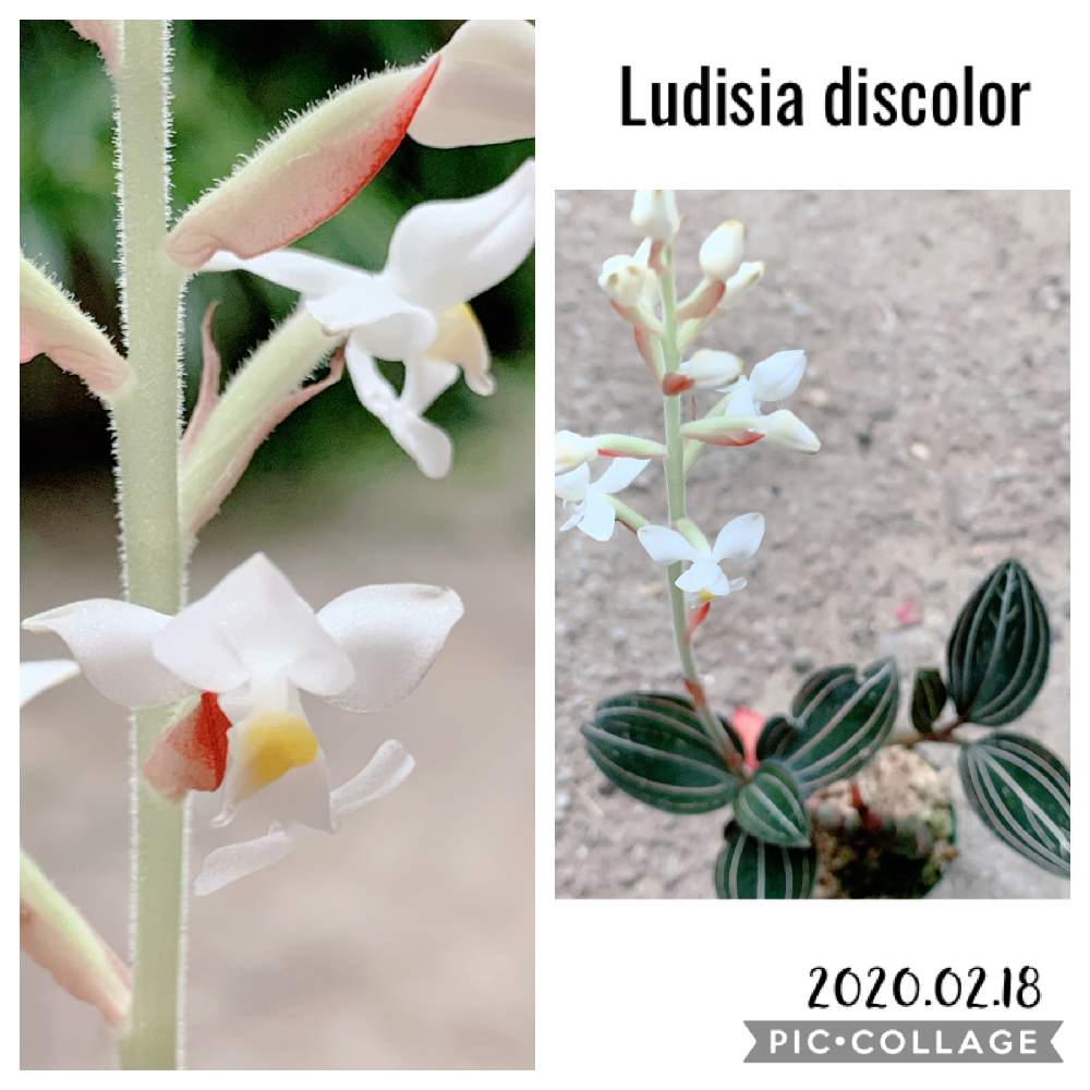 小さな庭の画像 by ま〜さん | 小さな庭とLudisia discolorと花咲いたとシュスラン属とラン科とステキ☆と記念撮影と元気に育ってます♪と植中毒と成長記録とお花とかわいいな♡
