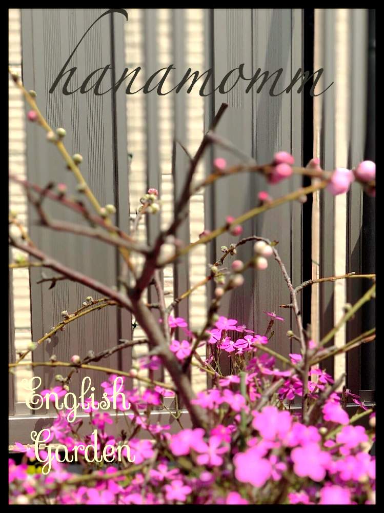 お出かけ先の画像 by イングリッシュガーデンさん | お出かけ先とハナモモとかわいい♡と今日のお花と綺麗なお花と可愛いと花のある暮らしとGSアダルトチームとかわいいな♡と色合いがキレイとチーム愛知とEGお出かけ先