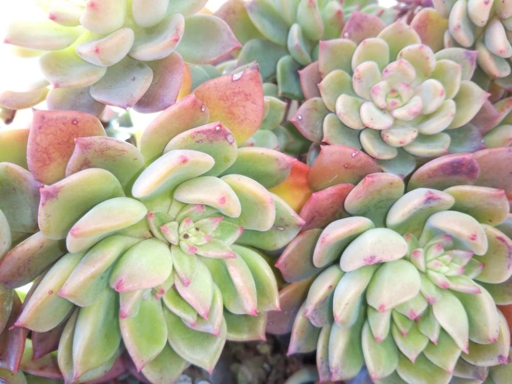 棚の画像 by はははさん | 棚と多肉屋敷と多肉植物と増殖と紅葉多肉と子株と群生派