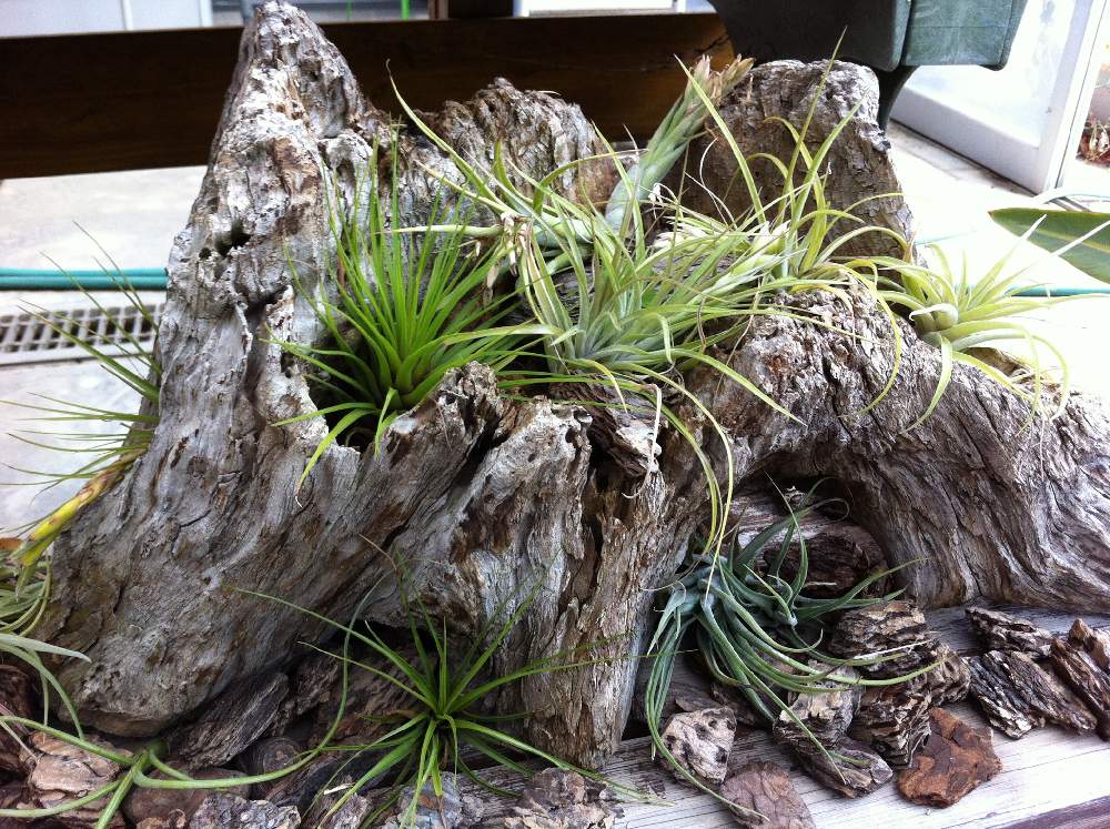お出かけ先の画像 by bukkieさん | お出かけ先とチランジアと着生植物と観葉植物とボタニカルライフと植物男子とブロメリアと植物男子のお出かけといつかのある日と緑のある暮らしと植物園と花のある暮らしとエアプランツ