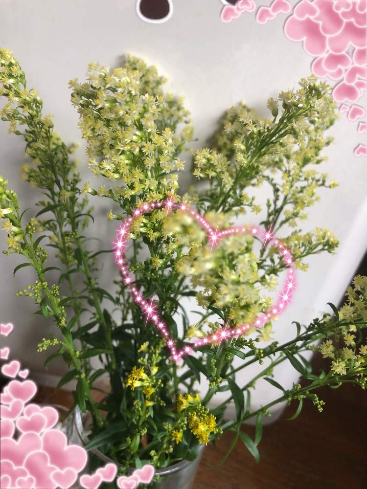 窓辺の画像 by ❤︎Hypnotic❤︎さん | 窓辺と花のある暮らしと元気なお花とやめよう無断転載と切り花❤︎
