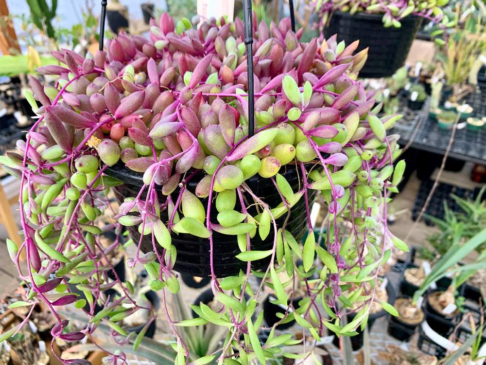 畑の画像 by Flower Villageさん | 畑と横浜タニラーとタニパトと多肉大好きと寄せ植えと紅葉する多肉と神奈川タニラーと多肉植物のある暮らしと植中毒とフラワービレッジと多肉女子とルビーネックレス☆とタニラーと ルビーネックレスと埼玉タニラーと観葉植物のある暮らしと珍奇植物とflowervillageと葉っぱアートとインテリアグリーン