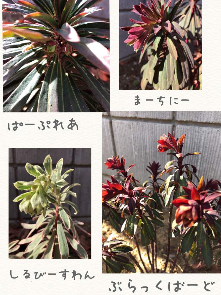 広い庭の画像 by りえさん | 広い庭と茨城県とユーフォルビア・マーチニーと初心者とユーフォルビアブラックバード★と綺麗なミドリとユーフォルビアシルバースワン♡と植中毒とユーフォルビアパープレアとユーフォルビア