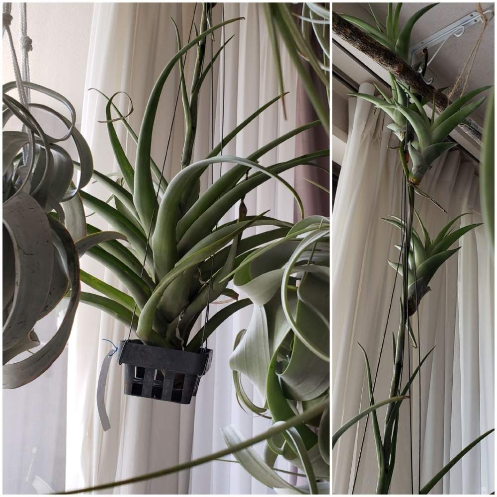 窓辺の画像 by カメキチさん | 窓辺と新入りチランジアとTillandsia sppと輸入Tillandsia