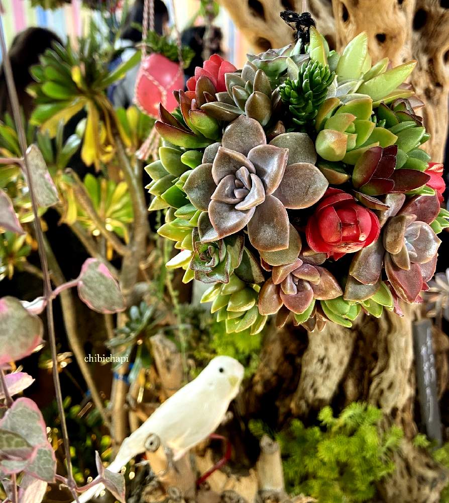 お出かけ先の画像 by chibichapiさん | お出かけ先と植中毒と多肉植物のある暮らしと世界らん展2020と多肉植物