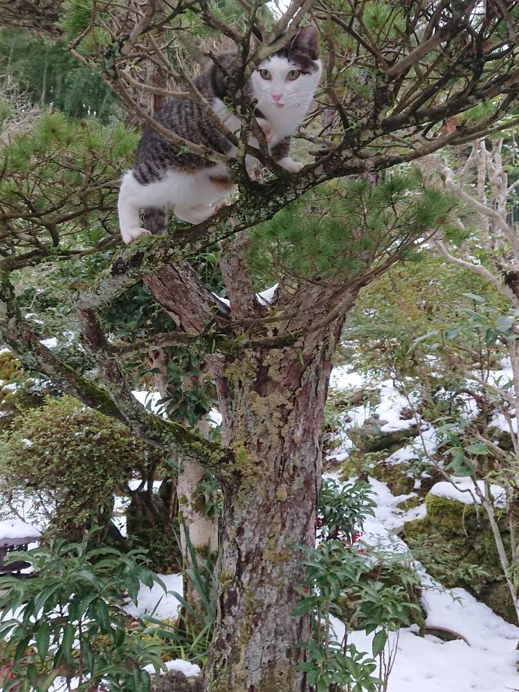 の画像 by さむどん(ФωФ)さん | みどりのある暮らしと黒ニャンコ隊と緑が好きと元気に成長中とみかん県民とノビノビ成長中と植欲旺盛とうちのにゃんずと緑のある暮らしと完全に植中毒と猫マネージャーとげんきもらえます