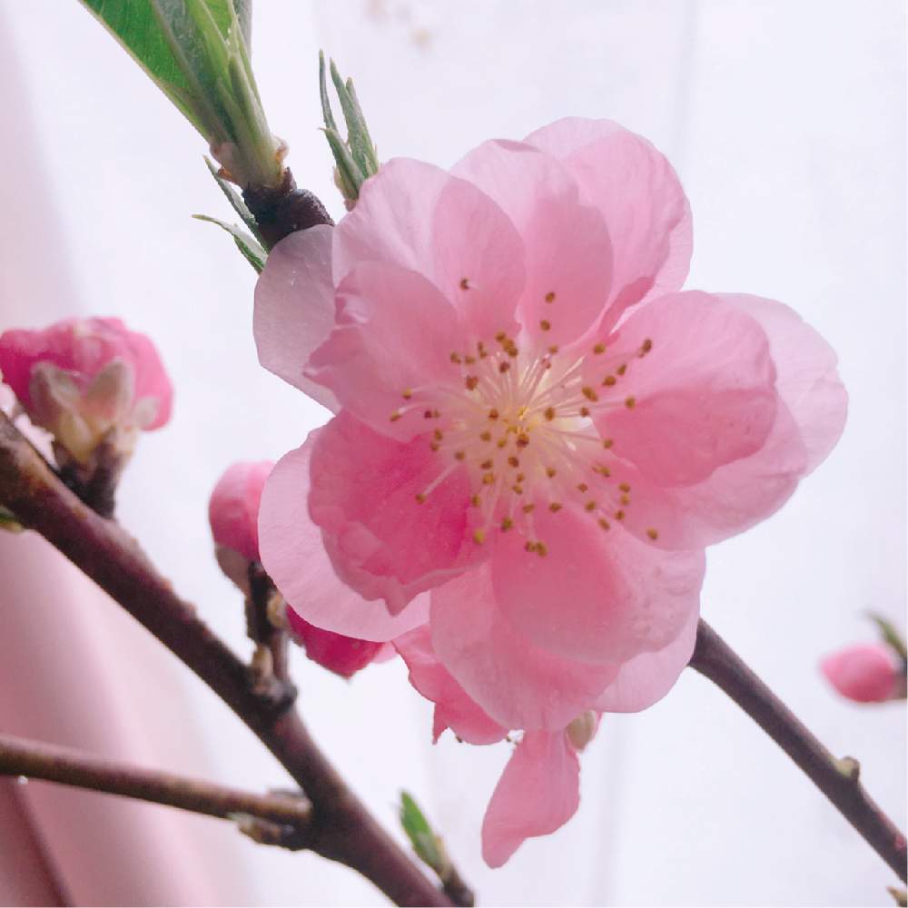 窓辺の画像 by うめこさん | 窓辺とキュンキュン乙女倶楽部と今日のお花と季節のお花と可愛い〜♡とお迎えしました ♪