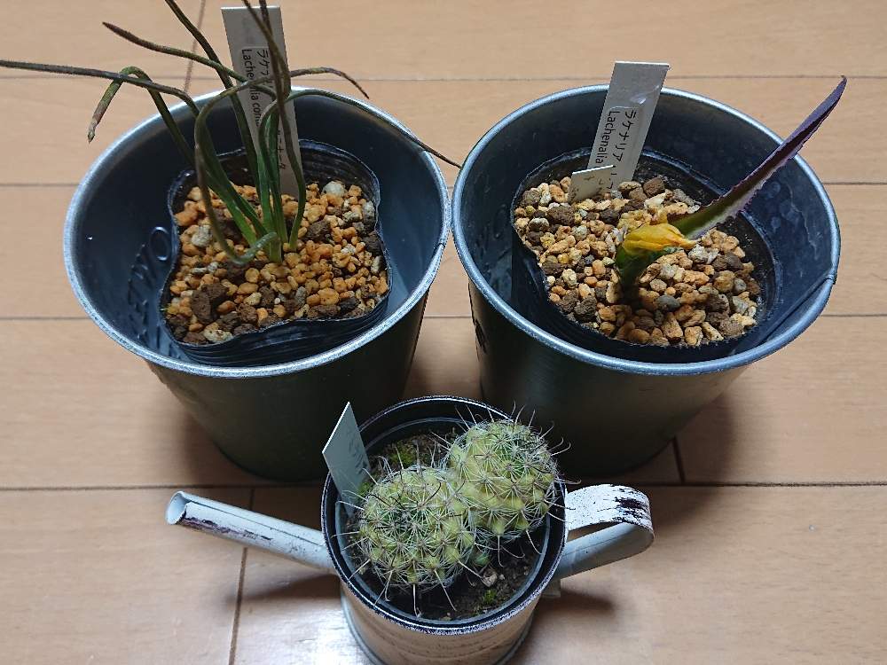 部屋の画像 by botanicallifeさん | 部屋とサボテン マミラリアとラケナリア コンタミナータとラケナリア レフレクサとお買い物と世界らん展2020とプラントハント収穫記録