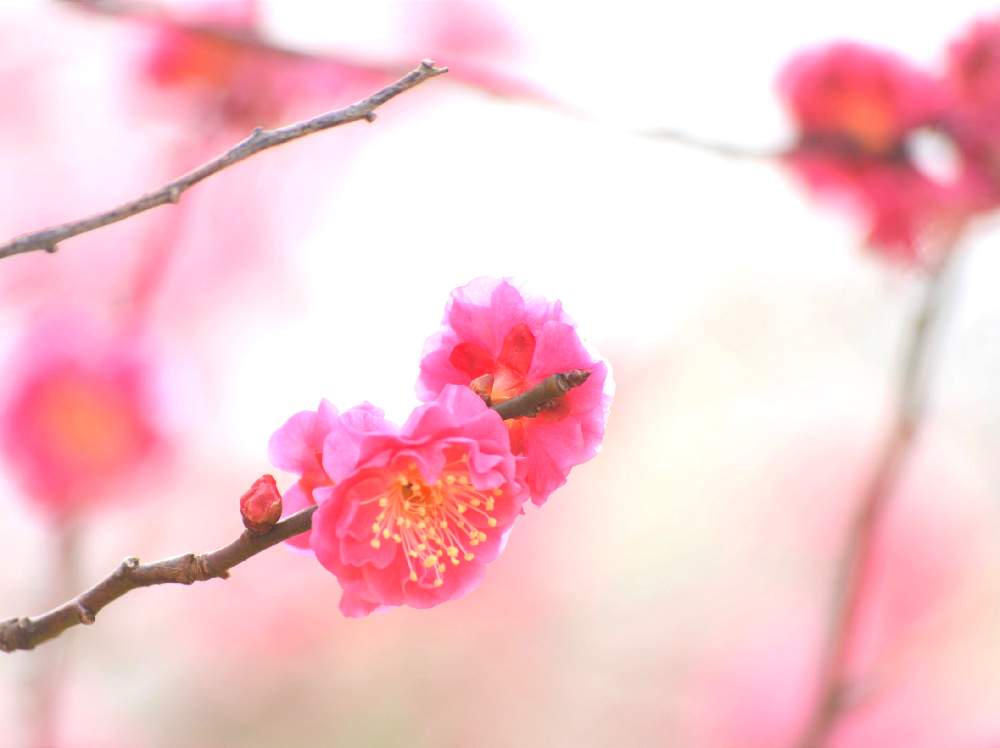 お出かけ先の画像 by 嶌縞(シマシマ)さん | お出かけ先と紅梅と 梅の花と花のある風景と癒しの花たちと一眼レフとピンクのお花と可愛いと自然の癒しと花のある暮らし