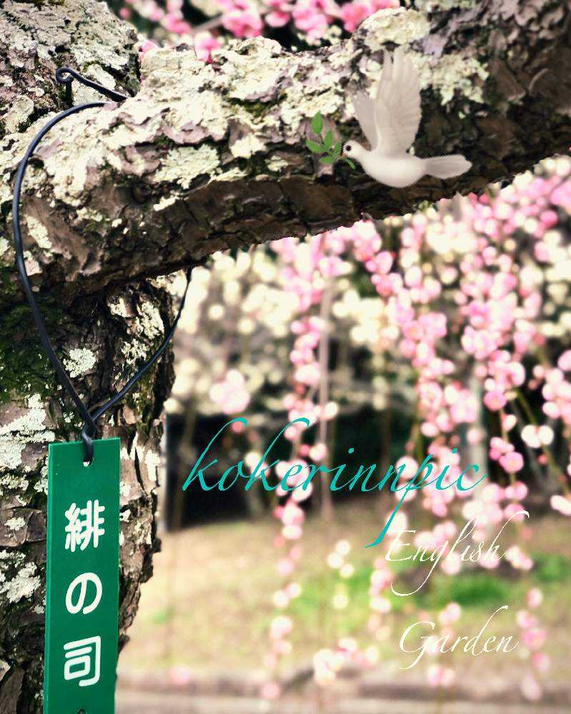 お出かけ先の画像 by イングリッシュガーデンさん | お出かけ先と苔(コケ)と緋の司(梅)とうめとウメノキゴケとGS映えと綺麗なお花と苔輪ピック選考会と可愛いと花のある暮らしとGSアダルトチームとかわいいな♡と色合いがキレイとチーム愛知と豊橋向山梅林園とEGお出かけ先と豊橋ウメノキゴケ