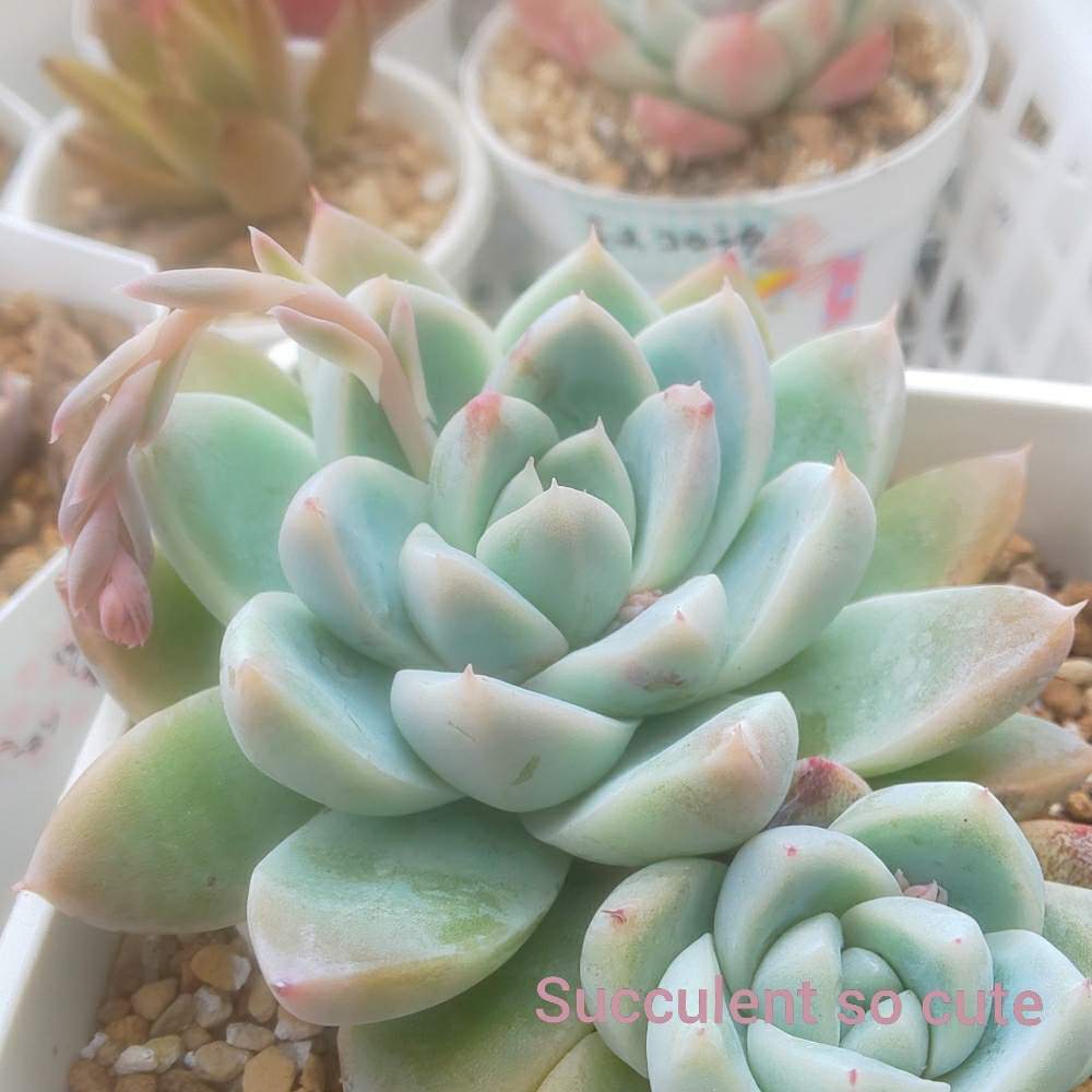 バルコニー/ベランダの画像 by Succulent so cute ♥さん | バルコニー/ベランダとコロラータ×ケッセルリンギアナとColorata × Elegance albicanceとチーム大阪とno green no lifeとお気に入り~✴️と実生多肉ちゃまとエケベリア属とスマホ撮影加工なしとsucculent so cute ♥️とチームグリーンとgreenとSucculent Lifeとenjoy botanical life ♥️とcute ♥️ エケとso cute garden ♥️とGS萌え~✴️と多肉コレクション♥と葉っぱlove♥と冬の多肉ちゃんとsucculentとsucculent love ♥とcute ♥️ コロラータ×ケッセルリンギアナ