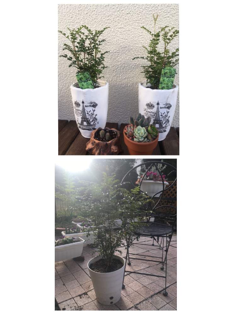 小さな庭の画像 by なるみさん | 小さな庭と花のある暮らしと観葉植物のある暮らしとシマトネリコ♡