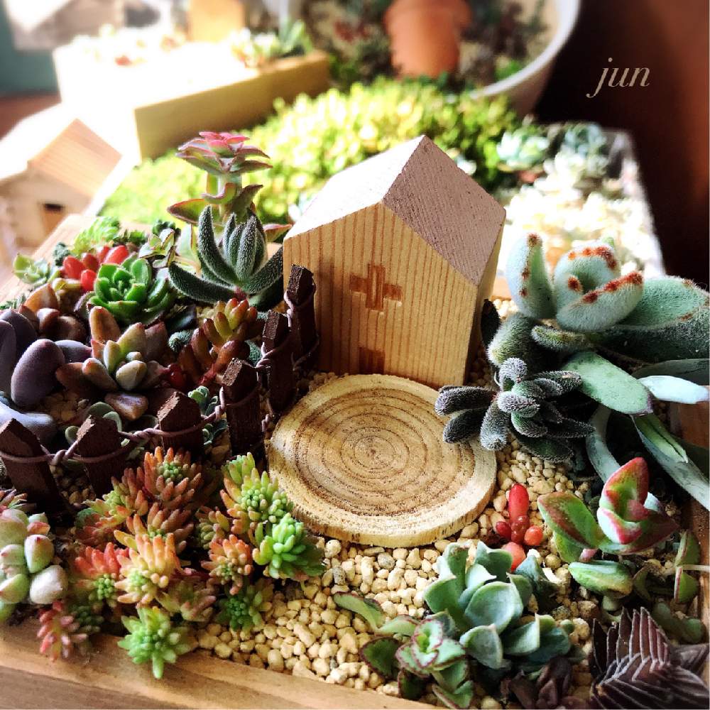 部屋の画像 by junさん | 部屋と多肉植物と多肉箱庭と多肉の寄せ植えと紅葉する多肉とGS映えと私の森と今日の一枚と多肉アートと多肉女子と多肉好きと可愛いとjunの個展