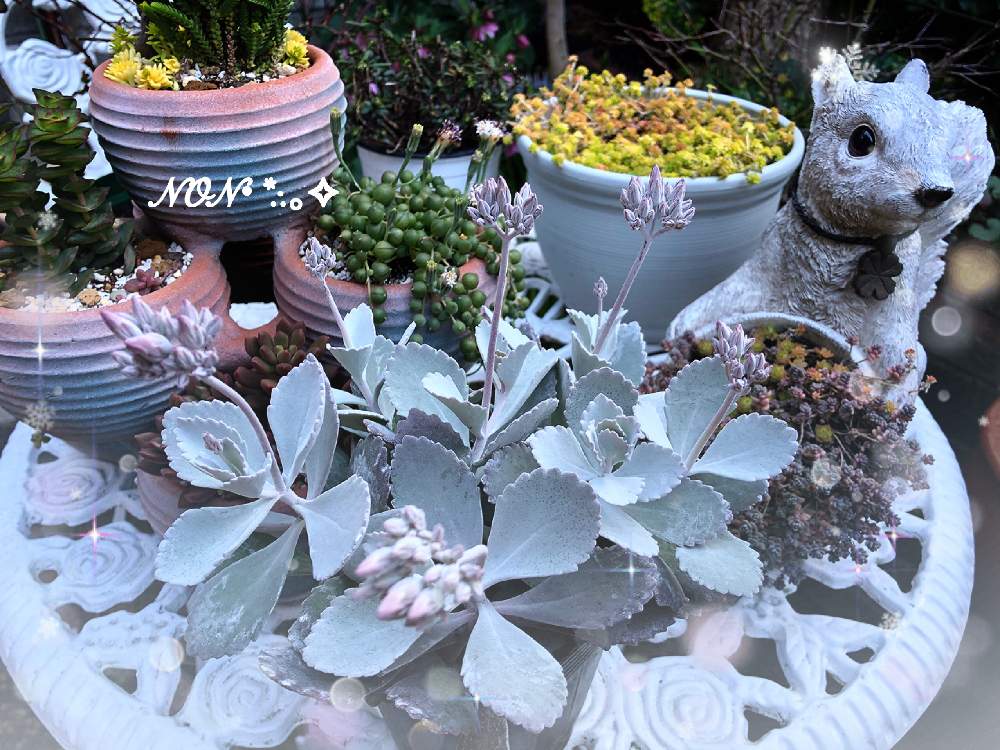 小さな庭の画像 by のん☆さん | 小さな庭とカランコエと多肉植物と花のある暮らしとみどりのある暮らし