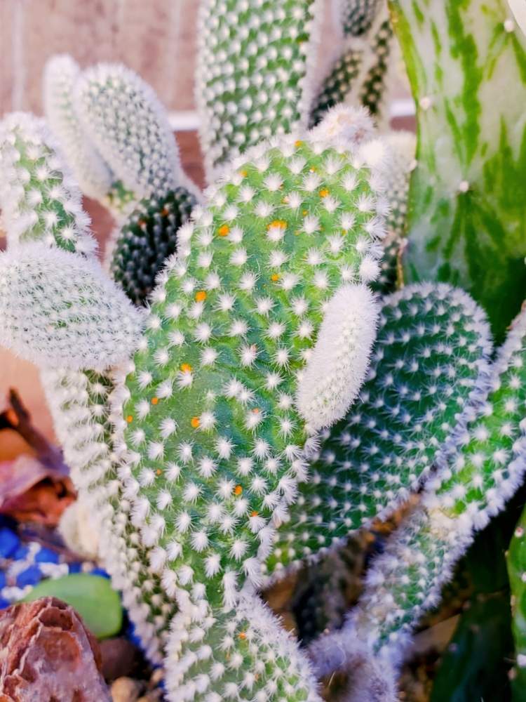 アプローチの画像 by _little_birdy_さん | アプローチとバニーカクタスとバニーカクタス(白桃扇)と多肉植物と外管理と多肉植物寄せ植えと放置多肉と多肉植物のある暮らしと相談と多肉植物とサボテンと経過観察