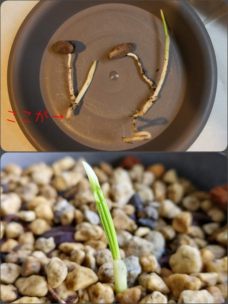 部屋の画像 by woodAppleさん | 部屋とナツメ ヤシとたねからの幸せと植替えとデーツ実生とフルーツの木と棗椰子と種から育てる!