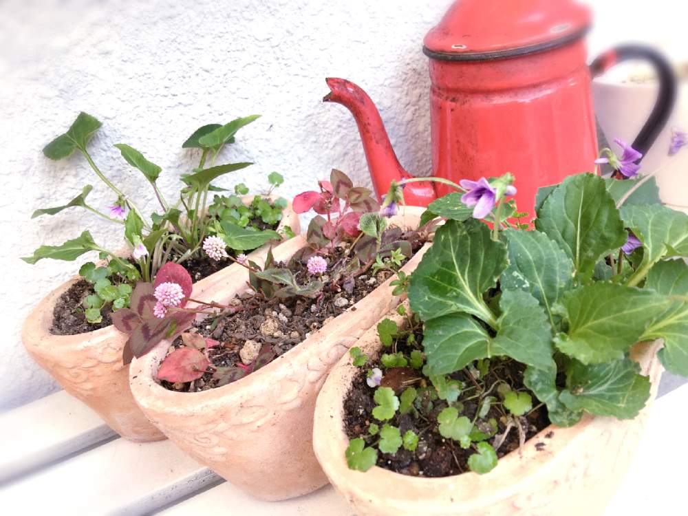 棚の画像 by sena78さん | 棚と鉢植え 草花とポリゴナムとスミレ科と沖縄とGSミニモニ。と素焼き鉢と多肉女子と沖縄タニラーと沖縄北部とアーティスティックフォトコンと草花大好きとGS植物うちなーぐち会とツタバウンラン♡