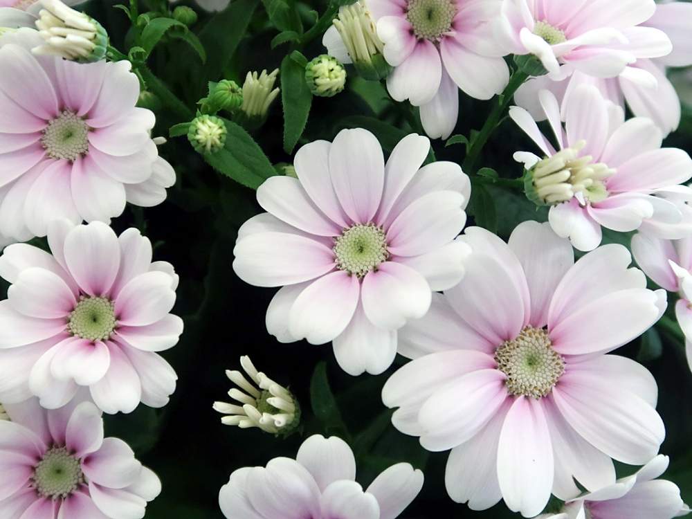 お出かけ先の画像 by hiroshiさん | お出かけ先とサイネリアとシネラリアと春のお花と冬の花と今日のお花とキク科と今日の花と花のある暮らしと白い花と白い植物フォトコン2020