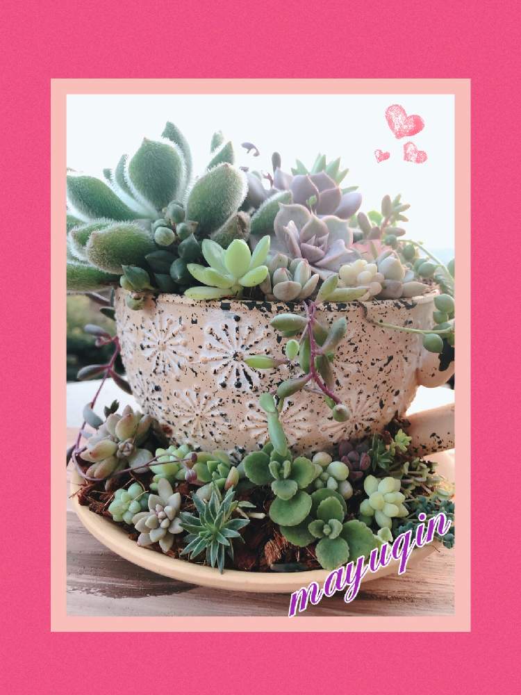 バルコニー/ベランダの画像 by ☆まゆりん☆さん | バルコニー/ベランダと多肉植物と結婚記念日と花友さんから頂きましたと寄せ植えと誕生日プレゼントと多肉女子と多肉植物のすてきアレンジ