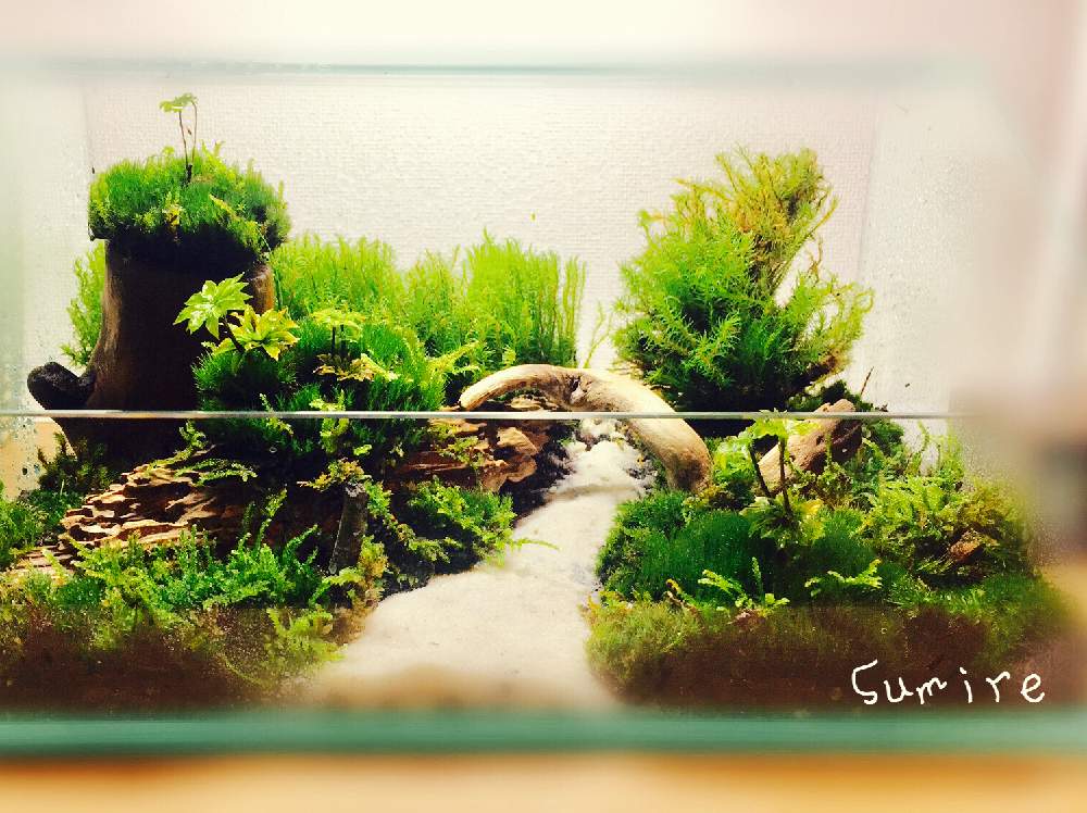 エントランスの画像 by すみれさん | エントランスと苔リウムと苔も好きと苔の世界と苔も大好き!と苔テラリウムと苔好き
