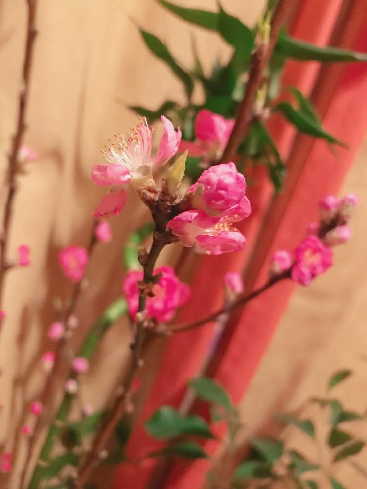 窓辺の画像 by manabenoLMさん | 窓辺と桃の花と野菜栽培好きと観葉植物と家庭菜園と種からとキッチンガーデンとインテリアと植物と緑のある暮らしと自給自足と多肉女子と四季咲きと夫婦でと実のなる木と花のある暮らしとお庭と自家製野菜と家庭菜園奮闘日記とプラスチックスマートとエアプランツとインテリアグリーンとアクアテラリウム