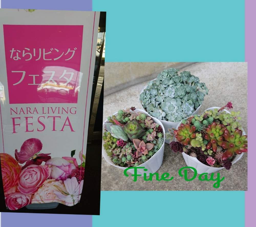お出かけ先の画像 by りえさん | お出かけ先とミニ寄せ植えとGS2年生と狩っ多肉と多肉のある暮らしとたにおたくらぶNo.59と白雪 ミセバヤと新入りさんと仲間入りとたにおたくらぶと多肉寄せ植え