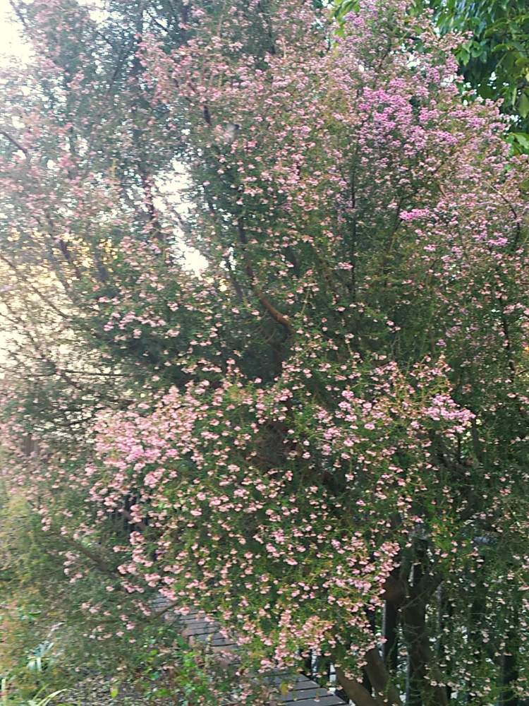 お出かけ先の画像 by ひかりーさん | お出かけ先とピンクの花とステキ☆とエリカ ピンクといつもの駅の近く。と違う空間。とかわいい❤