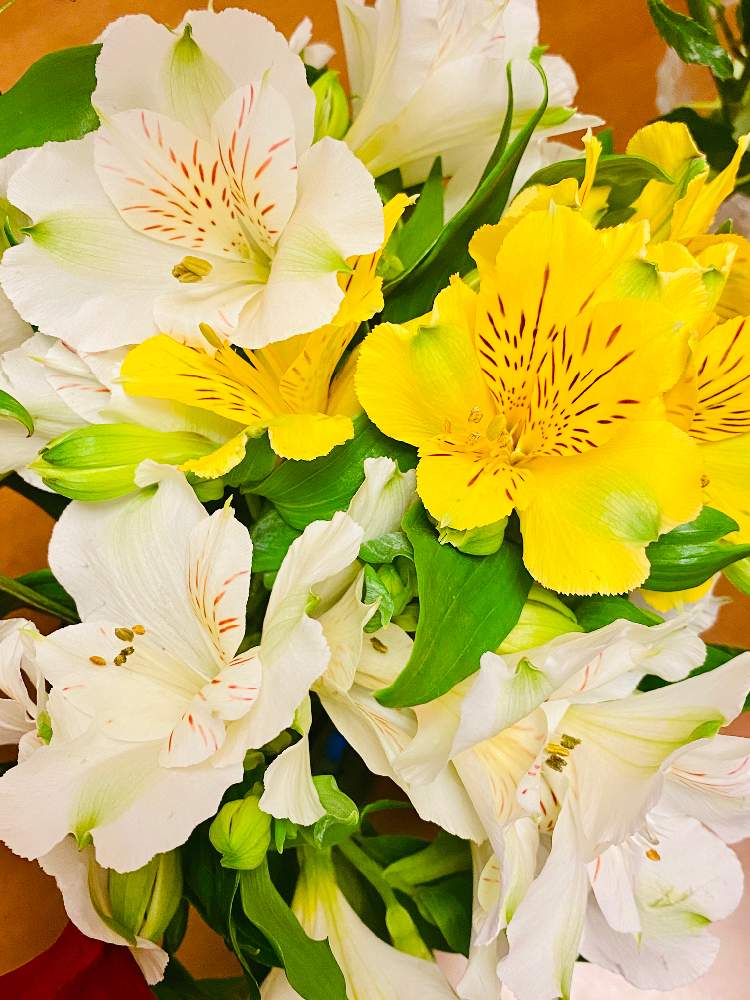 部屋の画像 by なおさん | 部屋とアルストロメリアとたのしみ♡と幸せと植物愛がとまらないとよろしくお願いしますとプレゼントと植物大好きと植物だいすきと大好きと百合の花と植中毒と小さな幸せ♡とうれしい!と可愛いと花のある暮らしと楽しみ〜と花束とアリストロメリア。とミニゆり