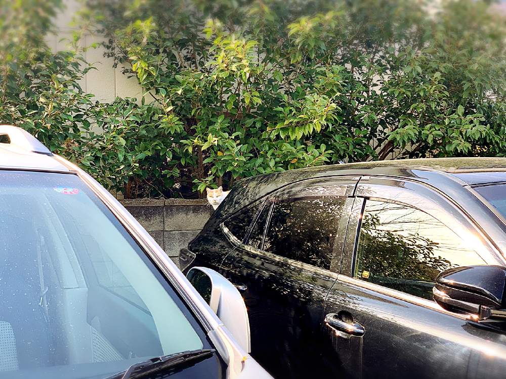 車庫の画像 by barbossa バルボッサさん | 車庫とねことiPhone撮影とお誘いとねこちゃん♡とスマホ撮影