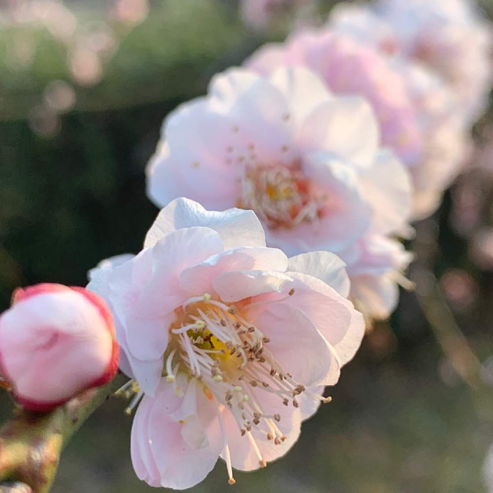 お出かけ先の画像 by Okavangoさん | お出かけ先とうめと冬・OSAKAとThis morning!と大阪城公園と紅白・JAPANともしかして春と大阪城公園の梅林と桜・もも・ピンクと三春色