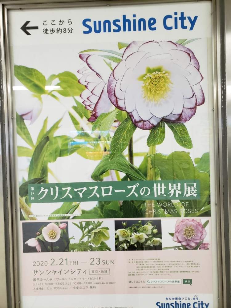 お出かけ先の画像 by やまちゃん~旅~さん | お出かけ先とクリスマスローズとポスター☆と池袋サンシャインシティと池袋駅