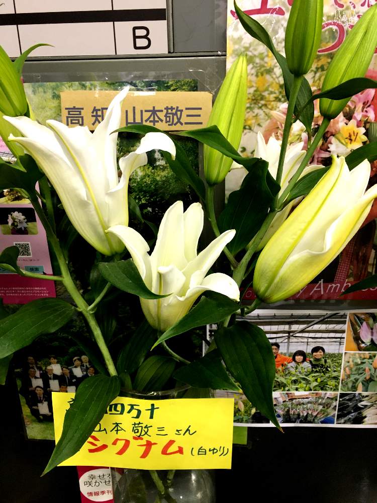 お出かけ先の画像 by あやちゃんですさん | お出かけ先と白ユリ♡と散歩の途中でとお花が大好きと豊中市役所玄関入口とiphoneで撮影と葉っぱが綺麗♡と元気なお花と綺麗なお花と白いお花とお花が好き♡とお花が可愛いと青空の下でと花のある暮らしとお花の追跡